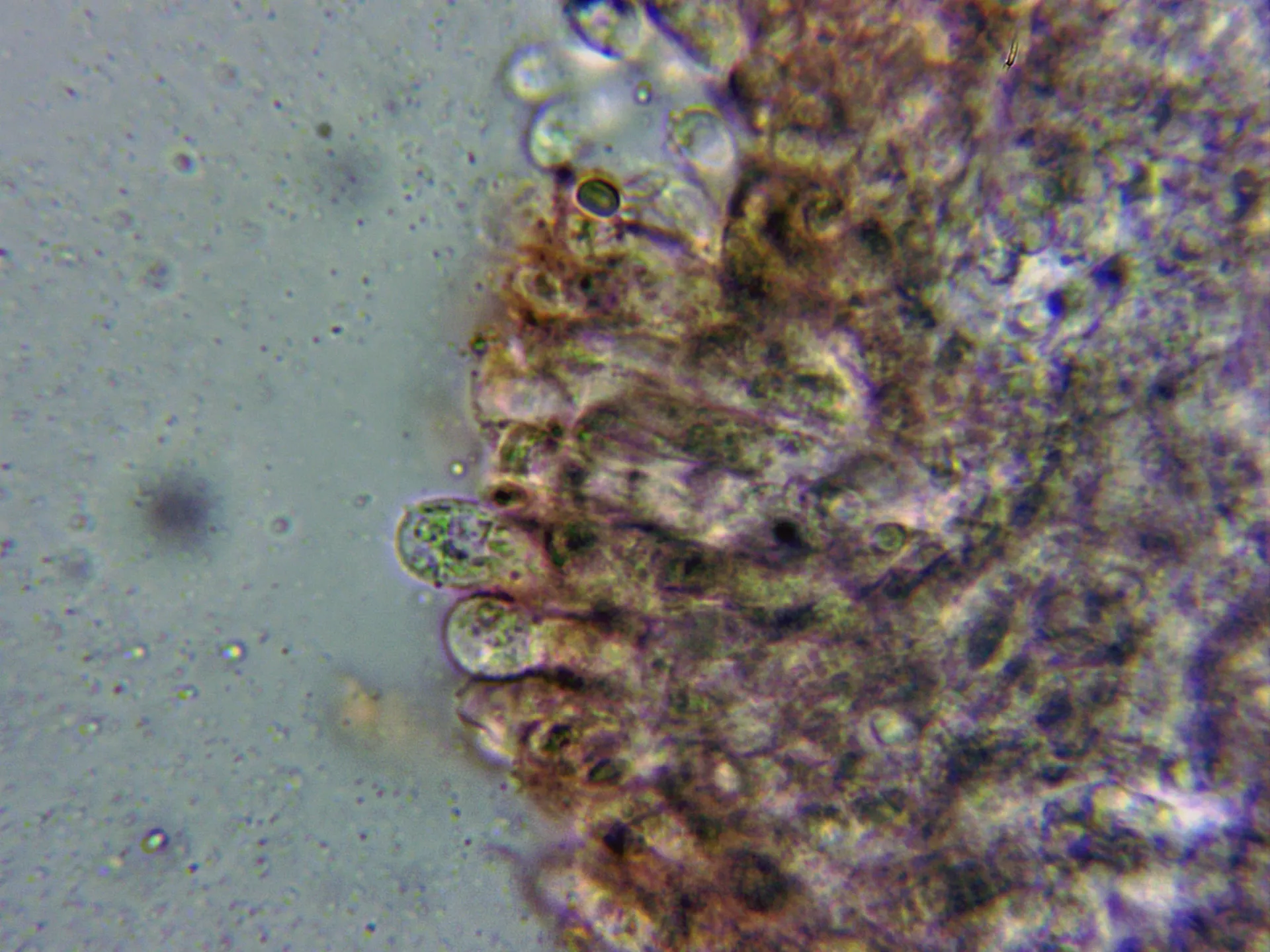 Microscopía de Pleurotus eryngii - 10 - Basidios buena